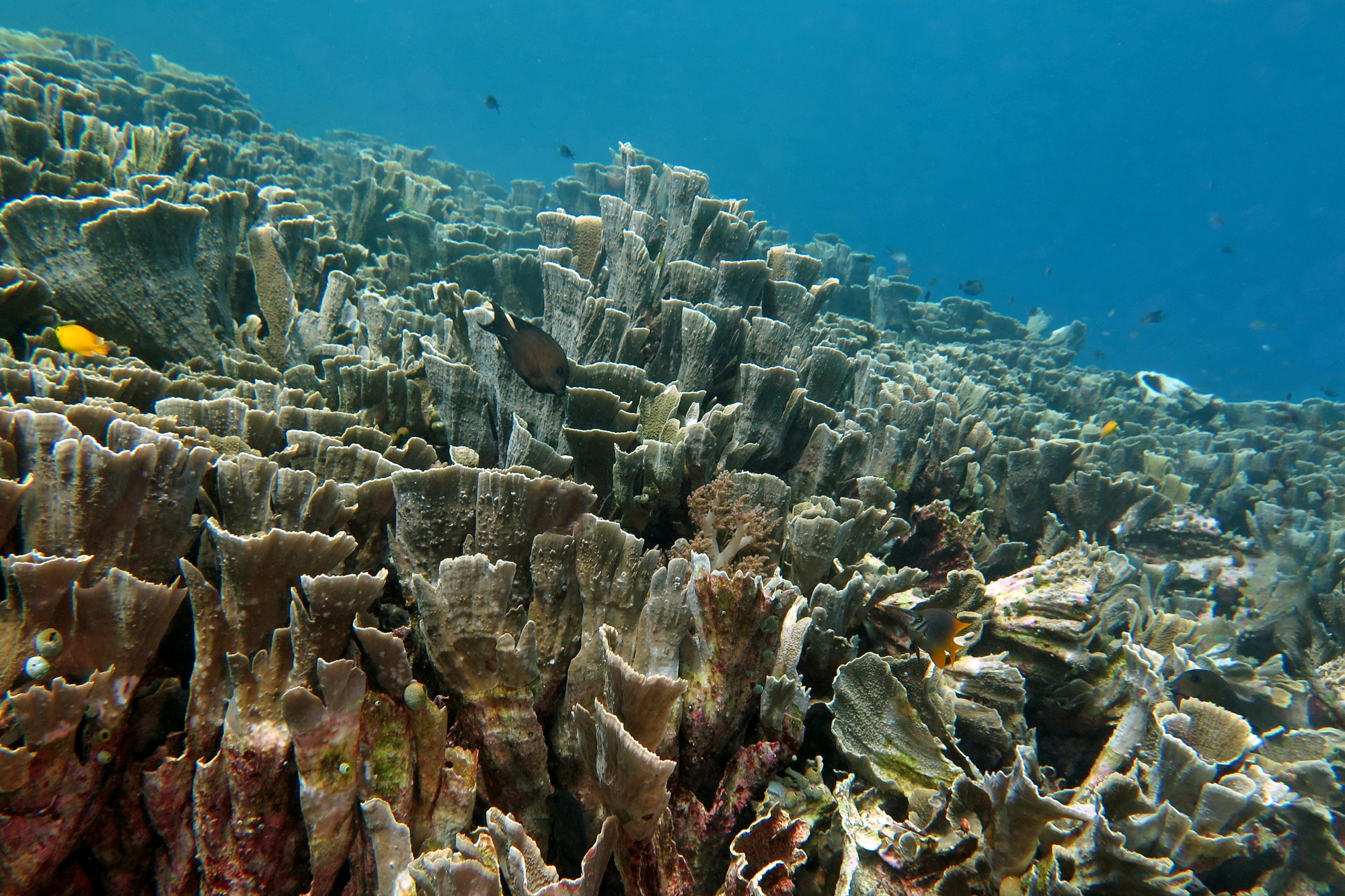 Millepora platyphylla, Ctenochaetus striatus