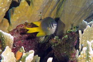 Neoglyphidodon nigroris, Millepora platyphylla, Atriolum robustum