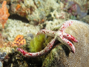 Linckia multifora, Pavona duerdeni