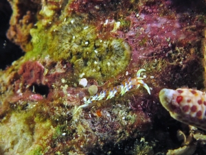 Caloria indica, Linckia multifora