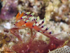 Coryphellina exoptata, Didemnum molle