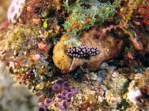 Phyllidiella pustulosa, Caulerpa serrulata, à confirmer Rhabdastrella sp. et Eudistoma angolanum