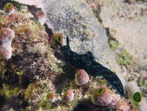 Nembrotha cristata, Didemnum molle