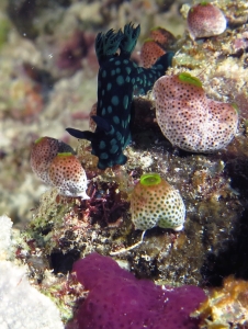 Nembrotha cristata, Didemnum molle, Cystodytes violatinctus