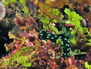 Nembrotha cristata, Halimeda opuntia