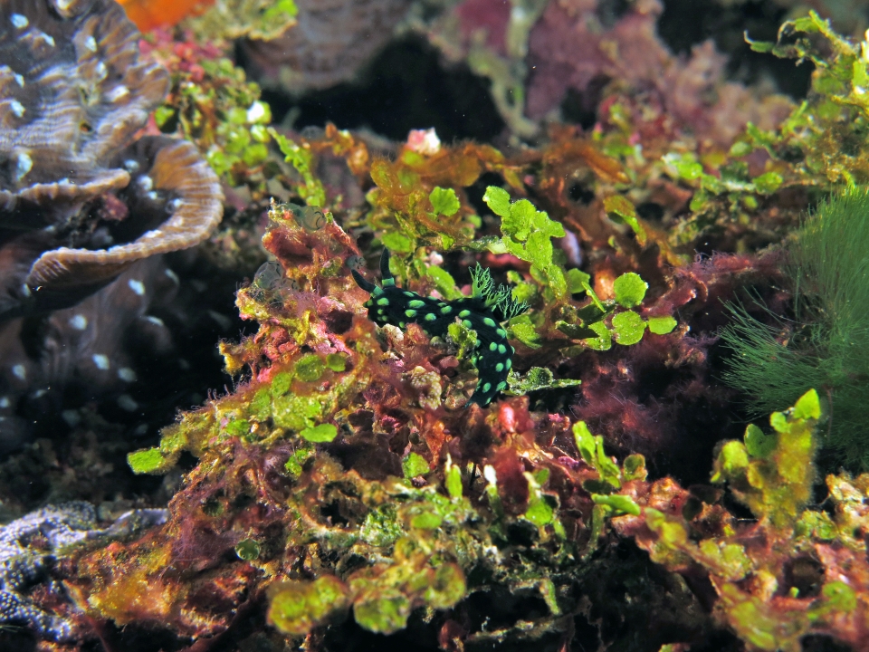 Nembrotha cristata, Halimeda opuntia