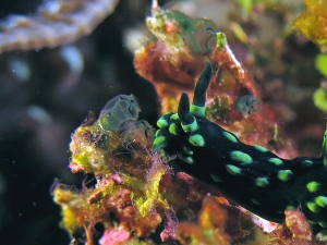 Nembrotha cristata, Sigillina signifera, Halimeda opuntia