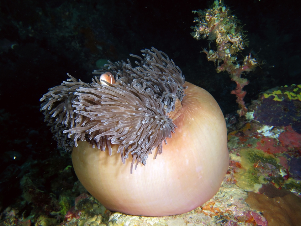 Heteractis magnifica, Amphiprion perideraion