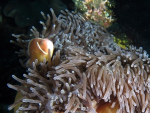 Heteractis magnifica, Amphiprion perideraion