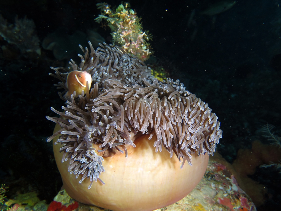 Heteractis magnifica, Amphiprion perideraion