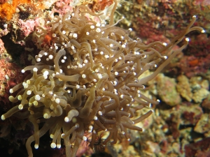 Achaeus japonicus, Euphyllia glabrescens