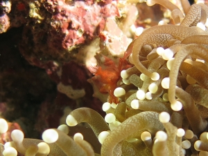 Achaeus japonicus, Euphyllia glabrescens