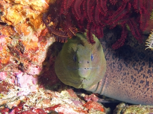 Gymnothorax javanicus