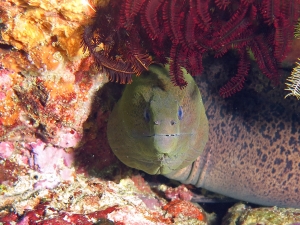 Gymnothorax javanicus