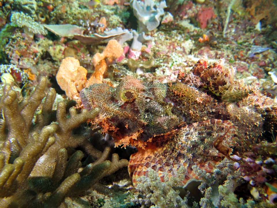 Scorpaenopsis oxycephala ou Scorpaenopsis venosa