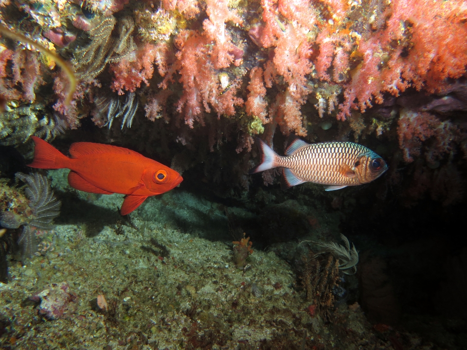 Priacanthus hamrur, Myripristis adusta