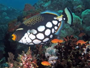 Balistoides conspicillum, Pseudanthias squamipinnis