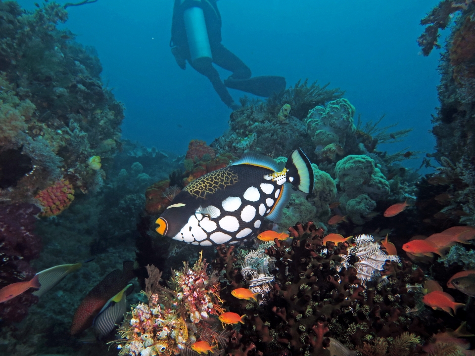 Balistoides conspicillum, Pseudanthias squamipinnis