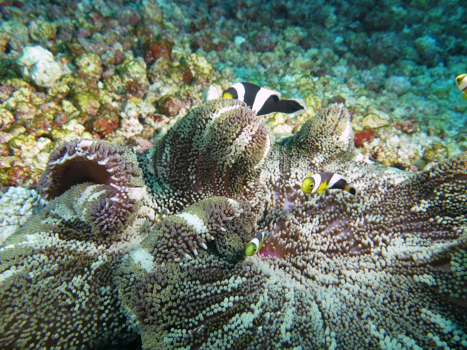 Stichodactyla haddoni, Amphiprion polymnus