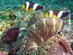 Stichodactyla haddoni, Amphiprion polymnus