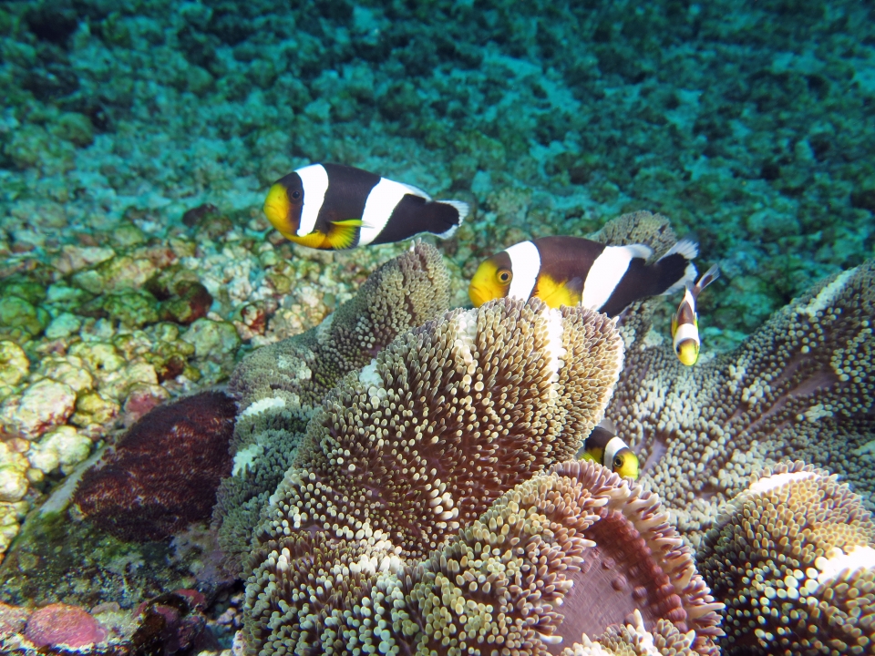 Stichodactyla haddoni, Amphiprion polymnus