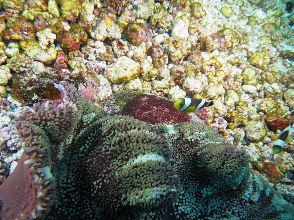 Stichodactyla haddoni, Amphiprion polymnus