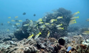 Lutjanus kasmira, Lutjanus madras, Chromis scotochiloptera