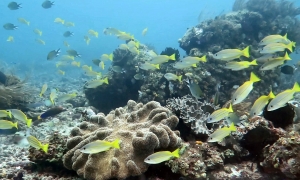 Lutjanus kasmira, Lutjanus madras, Chromis scotochiloptera