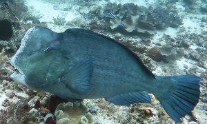 Bolbometopon muricatum, Labroides dimidiatus