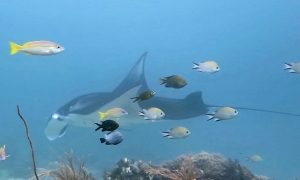 Manta alfredi, Chro.scotochiloptera, Dasycllus albisella, Chromis weberi