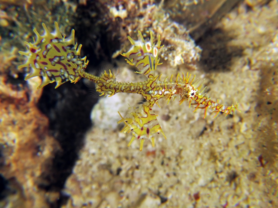 Solenostomus paradoxus