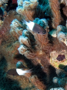 Chromis dimidiata, Favia laxa