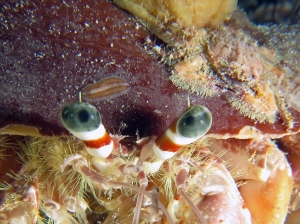 Dardanus pedunculatus, Calliactis polypus, Pseydoceros sp, Pilumnus sp.