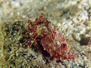 Sepia aculeata