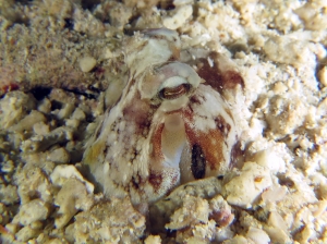 Octopus cyanea