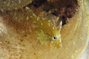 Acreichthys tomentosus, Padine australis