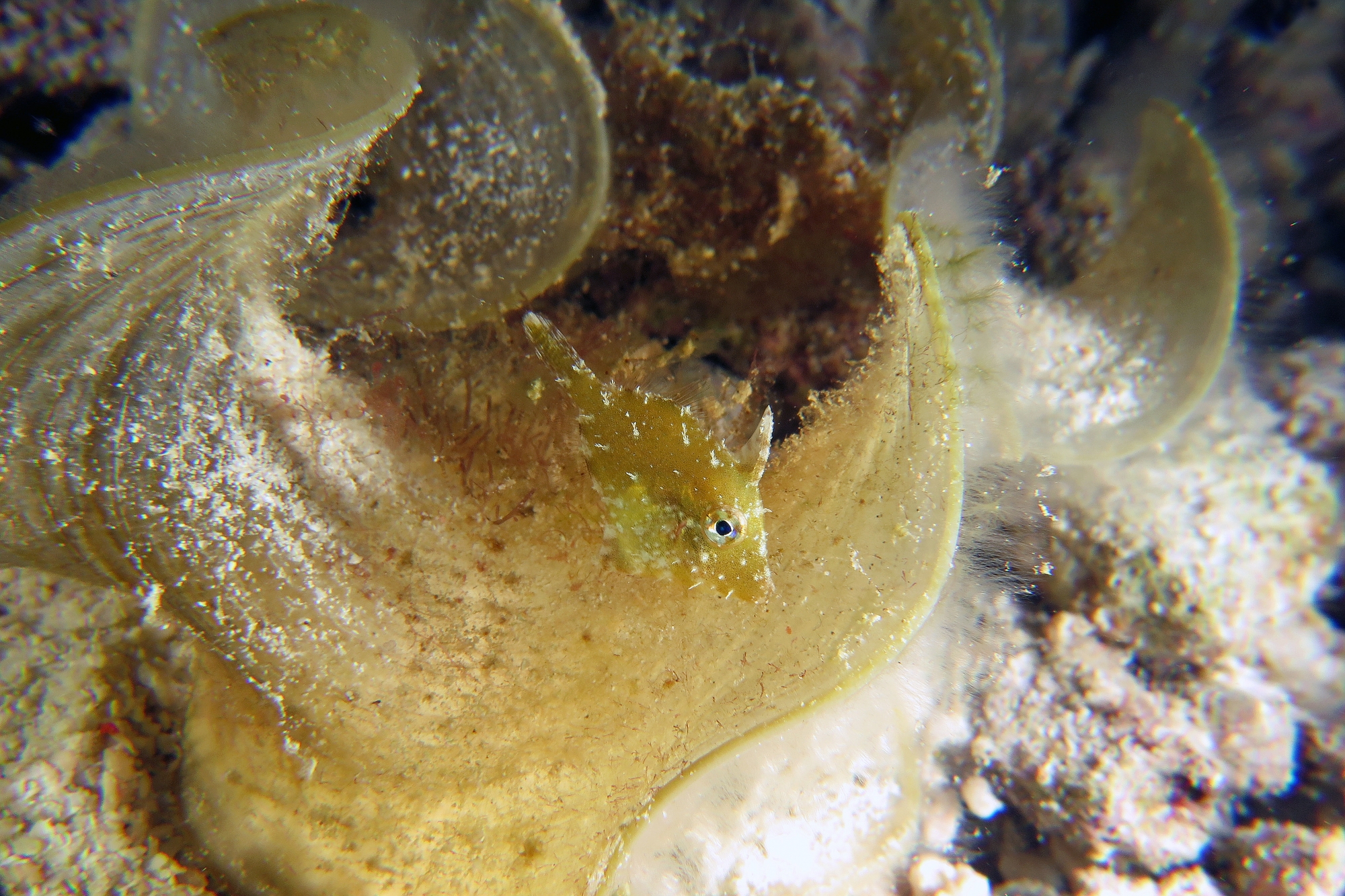 Acreichthys tomentosus, Padine australis