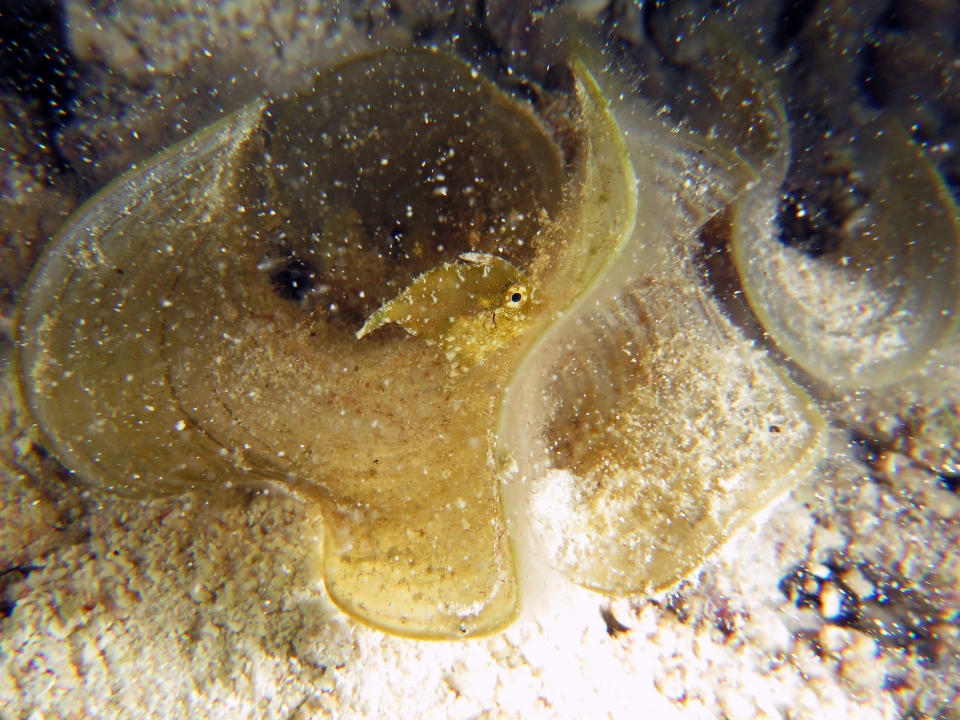 Acreichthys tomentosus, Padina australis