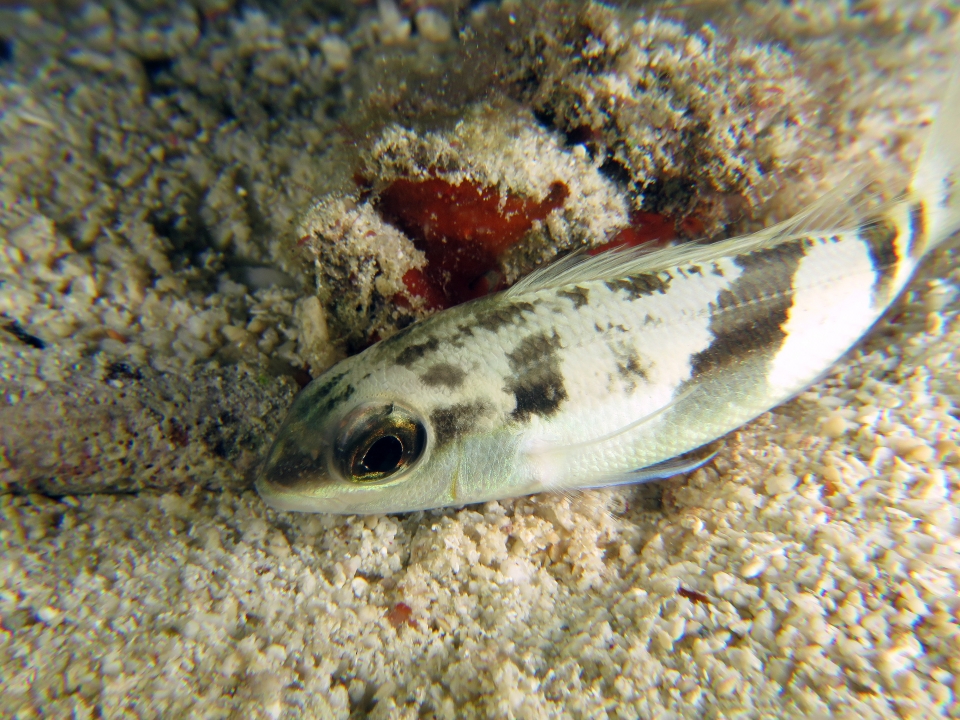 Poisson en livrée de nuit