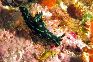 Nembrotha kubaryana