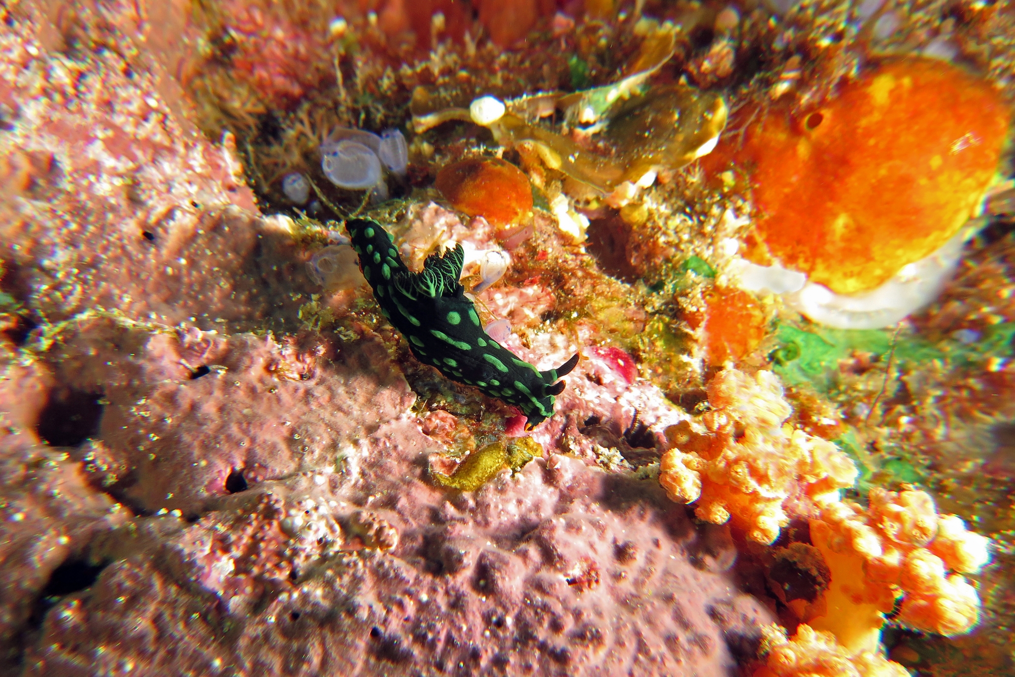 Nembrotha kubaryana