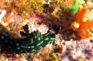 Nembrotha kubaryana