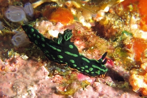 Nembrotha kubaryana