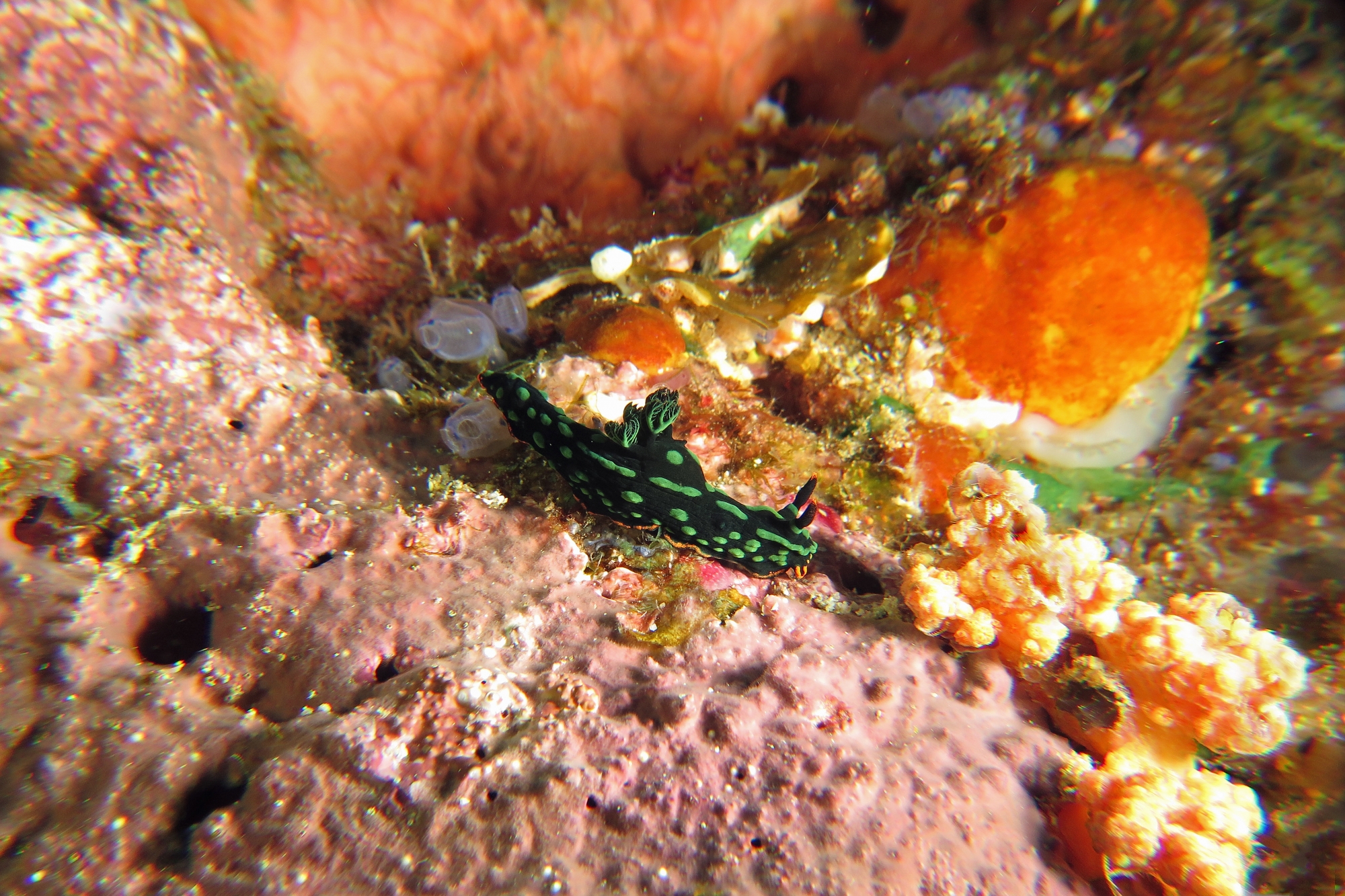 Nembrotha kubaryana