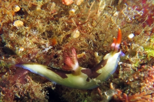 Nembrotha purpureolineata