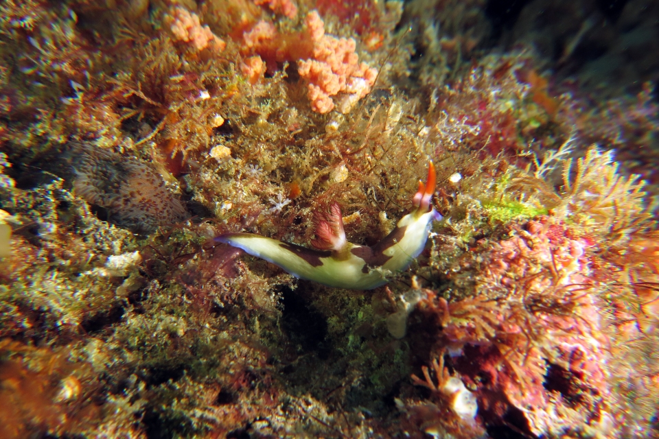 Nembrotha purpureolineata