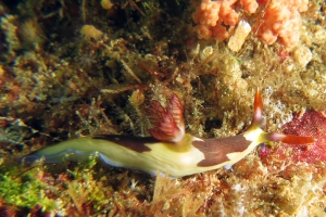 Nembrotha purpureolineata