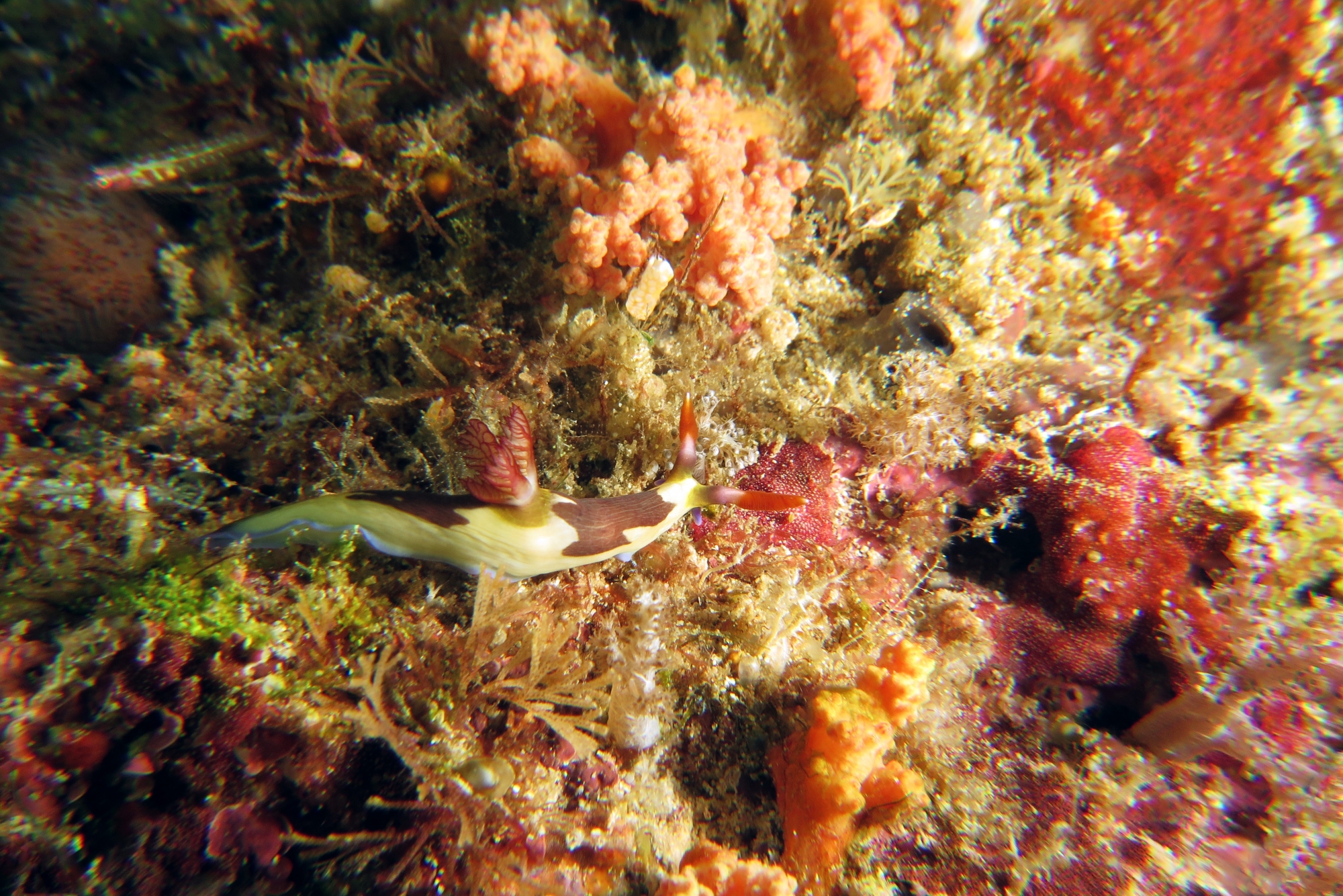 Nembrotha purpureolineata