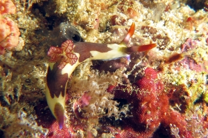 Nembrotha purpureolineata