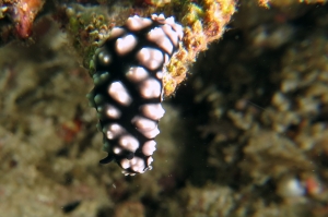 Phyllidiella pustulosa